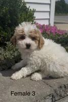 Coral, a female Coton de Tulear for sale in Edwardsburg, MI – 5 of 6