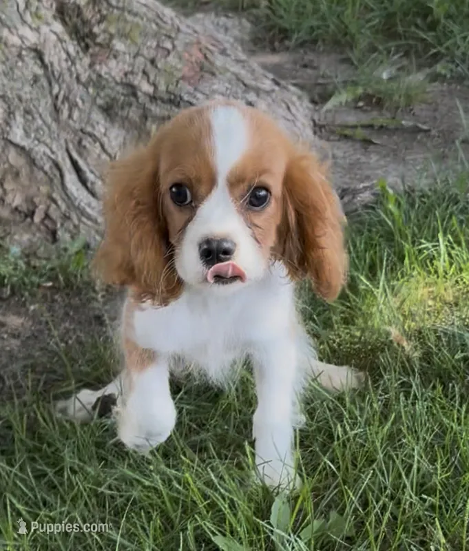 Charllie – Cavalier King Charles Spaniel puppy for sale in Edwardsburg, MI