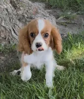 Charllie, a male Cavalier King Charles Spaniel for sale in Edwardsburg, MI – 1 of 3