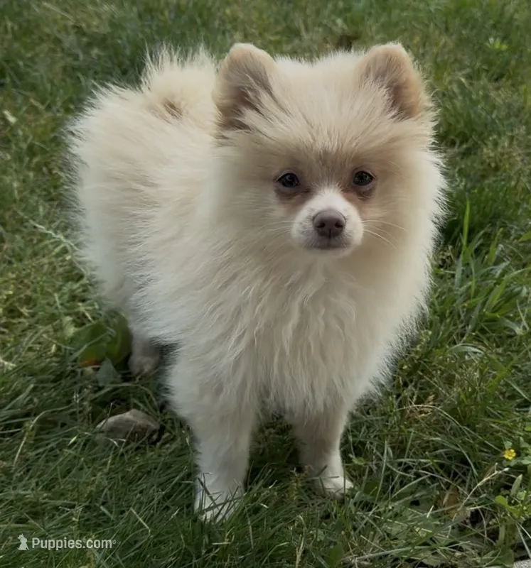 Paulie – Pomeranian puppy for sale in Edwardsburg, MI