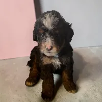 Buford, a male Miniature Bernedoodle for sale in Edwardsburg, MI – 1 of 1