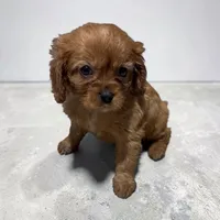 Copper, a male Cavalier King Charles Spaniel for sale in Edwardsburg, MI – 2 of 2