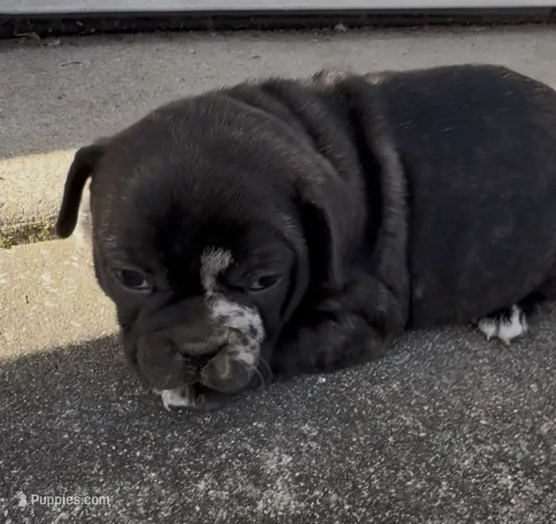 Fifi – Frenchton puppy for sale in Edwardsburg, MI