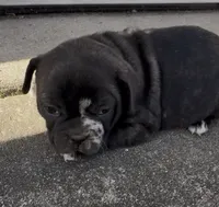 Fifi, a female Frenchton for sale in Edwardsburg, MI – 1 of 2