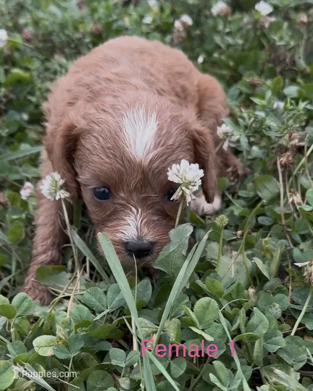 Cindy Lou – Cavapoo puppy for sale in Edwardsburg, MI