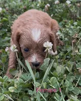 Cindy Lou, a female Cavapoo for sale in Edwardsburg, MI – 1 of 2