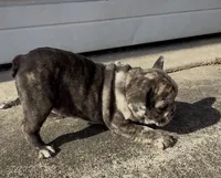 Foxy, a female Frenchton for sale in Edwardsburg, MI – 3 of 3