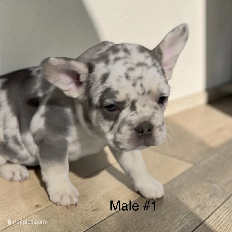 REDUCED Frazier  – French Bulldog puppy for sale in Edwardsburg, MI