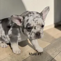 REDUCED Frazier , a male French Bulldog for sale in Edwardsburg, MI – 1 of 2
