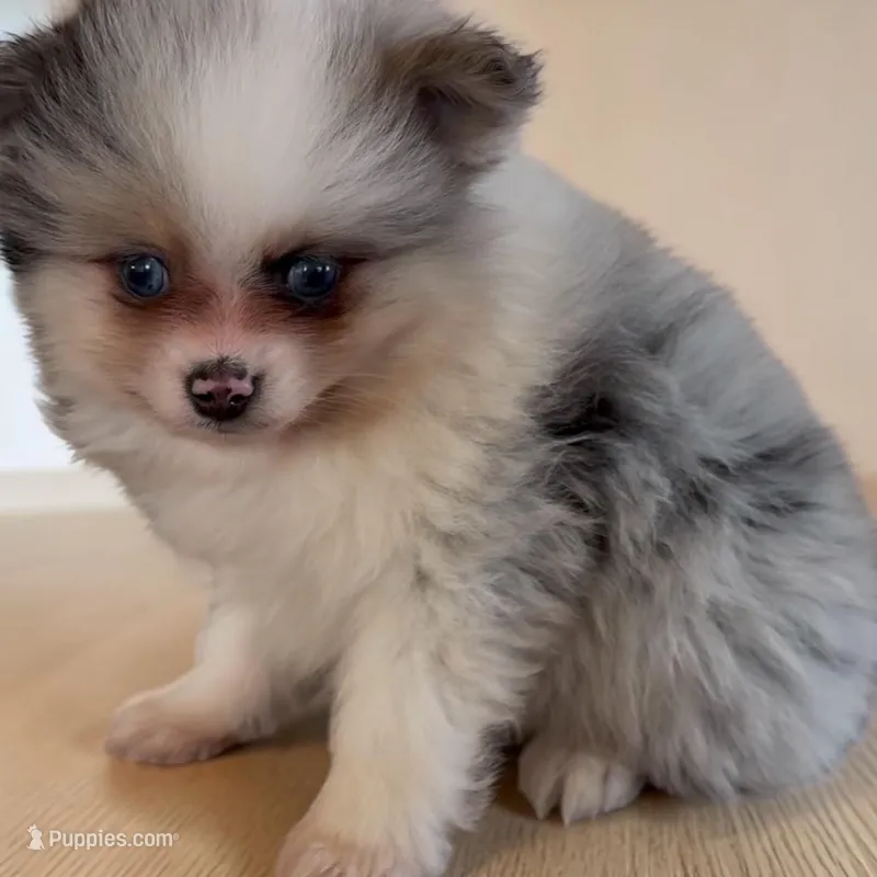 Merle – Pomeranian puppy for sale in Edwardsburg, MI