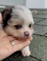 Merle, a male Pomeranian for sale in Edwardsburg, MI – Photo 2 of 2