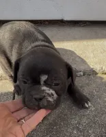 Fifi, a female Frenchton for sale in Edwardsburg, MI – 2 of 2