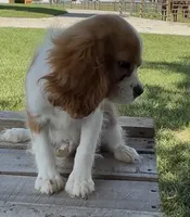 Charllie, a male Cavalier King Charles Spaniel for sale in Edwardsburg, MI – 2 of 3