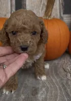 Maverick , a male Miniature Goldendoodle for sale in Edwardsburg, MI – 2 of 3