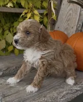 Milo, a male Miniature Goldendoodle for sale in Edwardsburg, MI – 2 of 2
