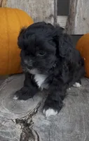 Scout, a male Shihpoo for sale in Edwardsburg, MI – 2 of 3