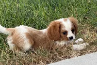Charlie, a male Cavalier King Charles Spaniel for sale in Edwardsburg, MI – 2 of 2