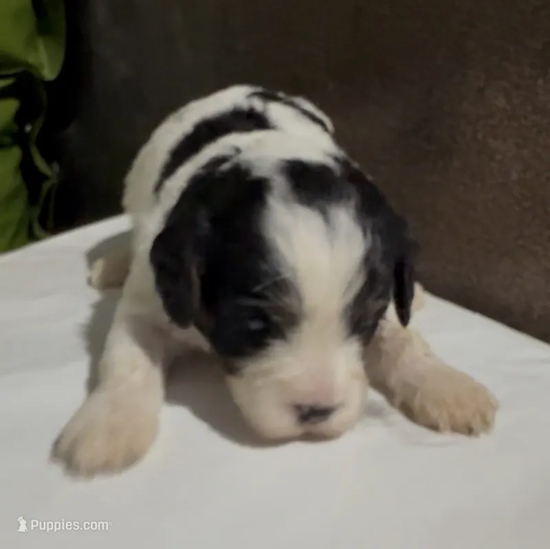 Curly – Cavapoo puppy for sale in Edwardsburg, MI