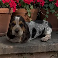 Annabelle, a female Basset Hound for sale in Edwardsburg, MI – 3 of 3