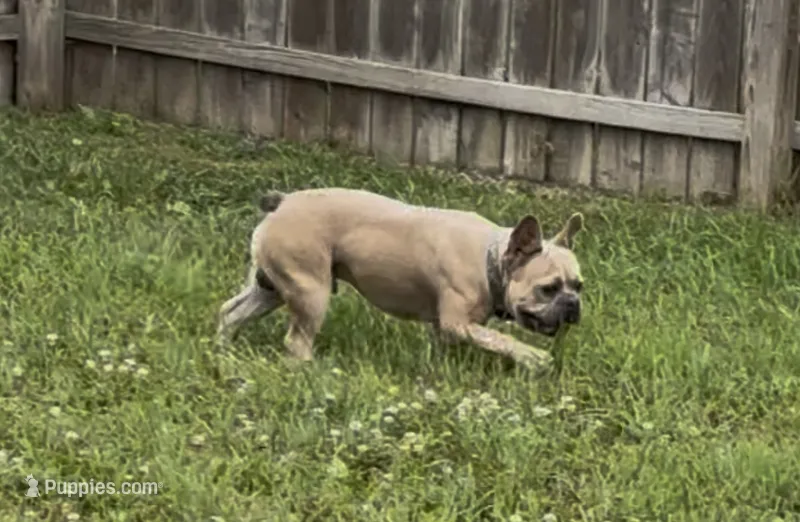 Felix – French Bulldog puppy for sale in Edwardsburg, MI