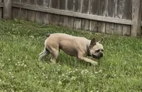 Felix, a male French Bulldog for sale in Edwardsburg, MI – 1 of 3