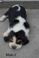 Bruiser, a male Basset Hound for sale in Edwardsburg, MI – 2 of 3