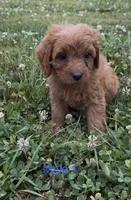 Caleb, a male Cavapoo for sale in Edwardsburg, MI – 2 of 3