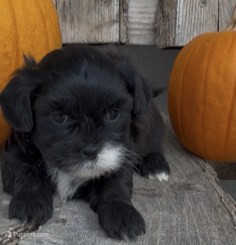Sierra – Shihpoo puppy for sale in Edwardsburg, MI