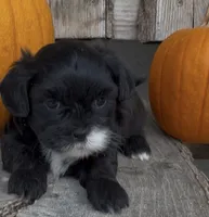 Sierra, a female Shihpoo for sale in Edwardsburg, MI – 1 of 3