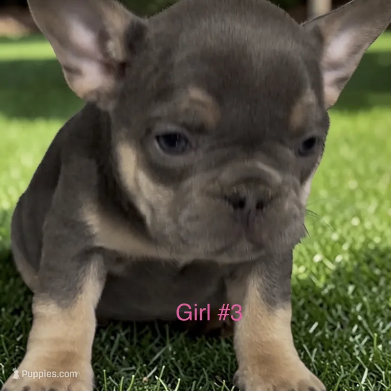 Francesca – French Bulldog puppy for sale in Edwardsburg, MI