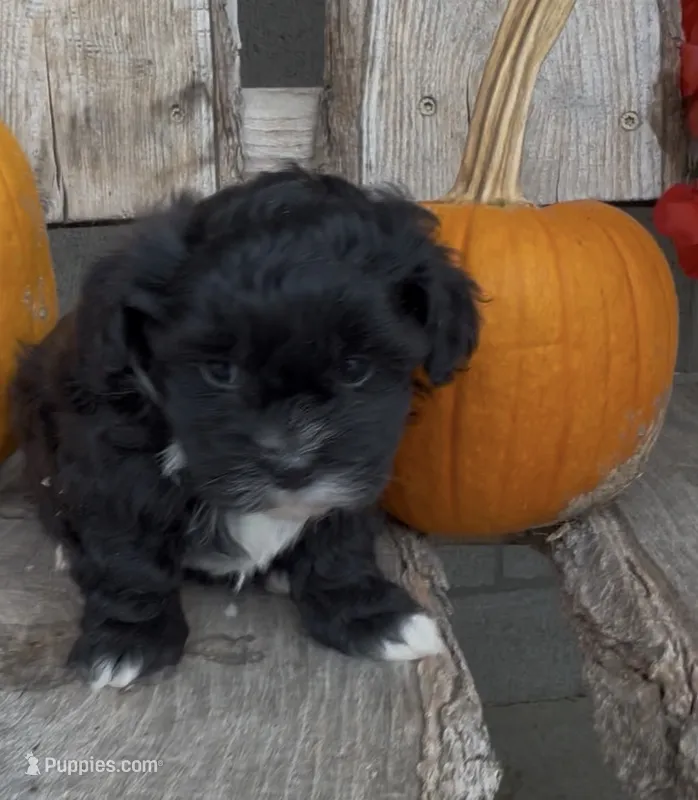 Scout – Shihpoo puppy for sale in Edwardsburg, MI