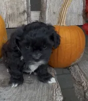 Scout, a male Shihpoo for sale in Edwardsburg, MI – 1 of 3