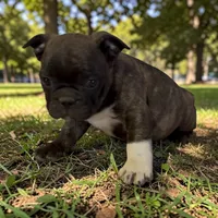 REDUCED Peanut, a female Frenchton for sale in Edwardsburg, MI – 1 of 1