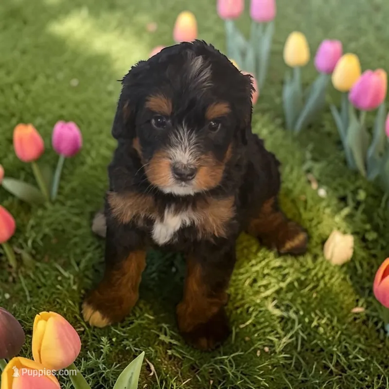 Betsy – Miniature Bernedoodle puppy for sale in Edwardsburg, MI