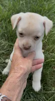Chico, a male Chihuahua for sale in Edwardsburg, MI – 1 of 4