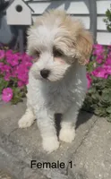 Coral, a female Coton de Tulear for sale in Edwardsburg, MI – 3 of 6