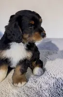 Betty Boop, a female Bernedoodle for sale in Edwardsburg, MI – 2 of 2