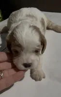 Cubby, a male Cavapoo for sale in Edwardsburg, MI – 1 of 2