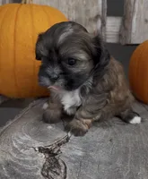 Sissy, a female Shihpoo for sale in Edwardsburg, MI – 3 of 3