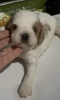 Cubby, a male Cavapoo for sale in Edwardsburg, MI – 2 of 2