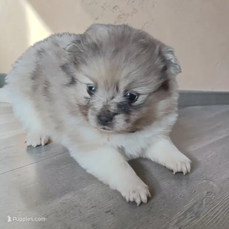 Paisley – Pomeranian puppy for sale in Edwardsburg, MI