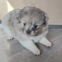 Paisley, a female Pomeranian for sale in Edwardsburg, MI – 1 of 1