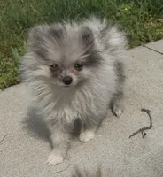 Pepper, a male Pomeranian for sale in Edwardsburg, MI – 2 of 2