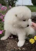 Sammy, a male Samoyed for sale in Edwardsburg, MI – 2 of 3