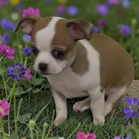 Chili, a male Chihuahua for sale in Edwardsburg, MI – 2 of 2