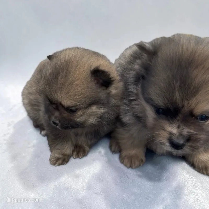Peta – Pomeranian puppy for sale in Edwardsburg, MI