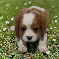 Clyde , a male Cavalier King Charles Spaniel for sale in Edwardsburg, MI – 1 of 2
