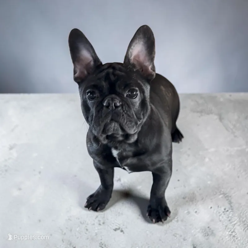Frances – French Bulldog puppy for sale in Edwardsburg, MI