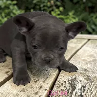 Flower, a female French Bulldog for sale in Edwardsburg, MI – 2 of 2