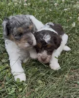 Priscilla, a female Poodle - Miniature  for sale in Edwardsburg, MI – 3 of 3